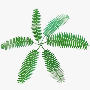 Fern