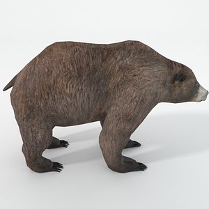 grizzly bear 3D