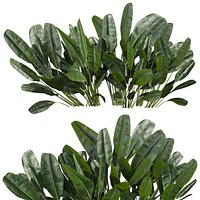 plant vol 1043 - banana - outdoor - leaf - tropical