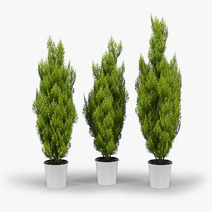 Cupressus Wilma