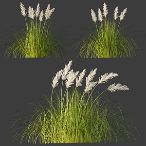 3D Cortaderia Pampas Grass Collection Vol 291