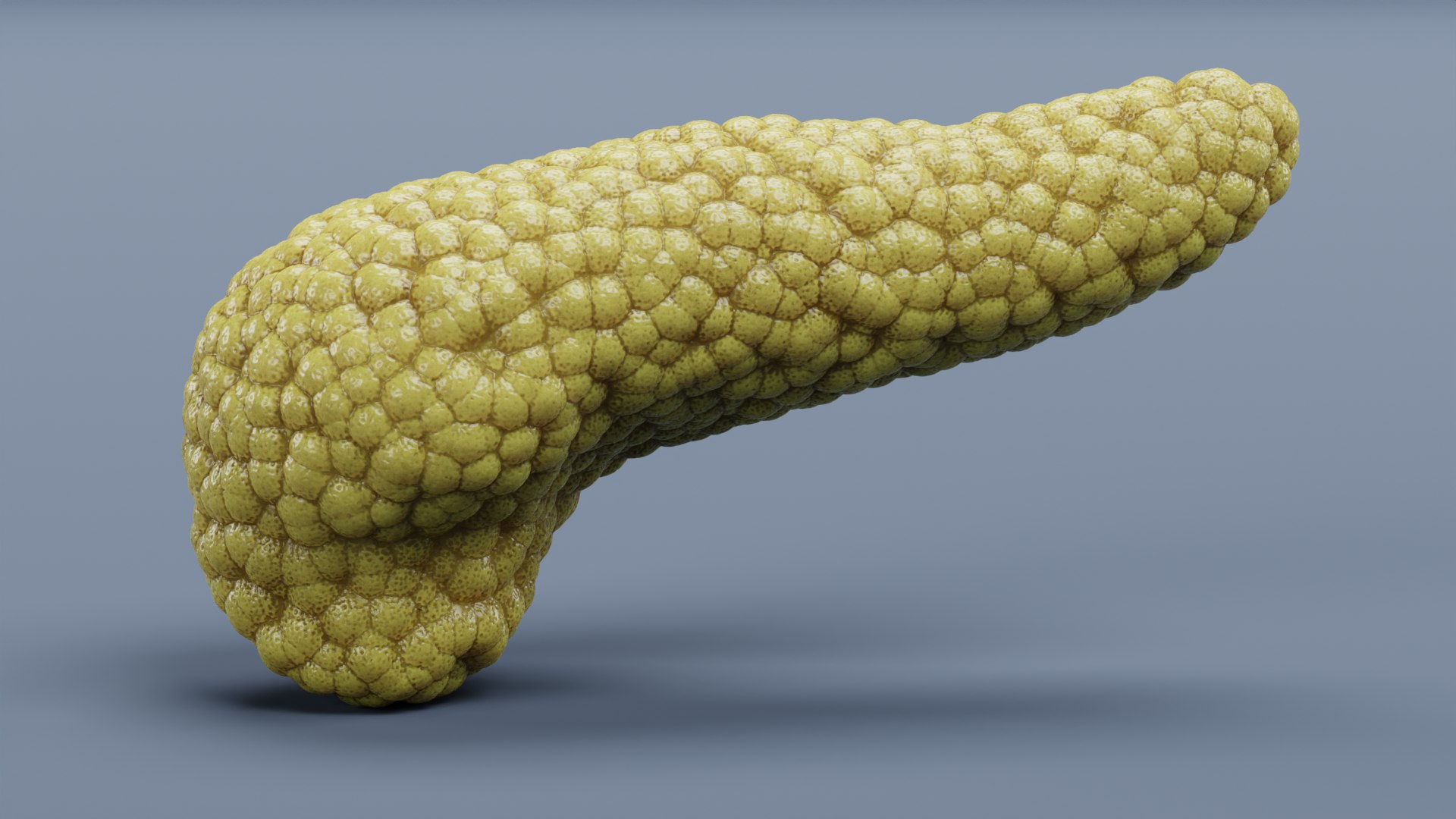 Pancreas 3D Model - TurboSquid 1752919