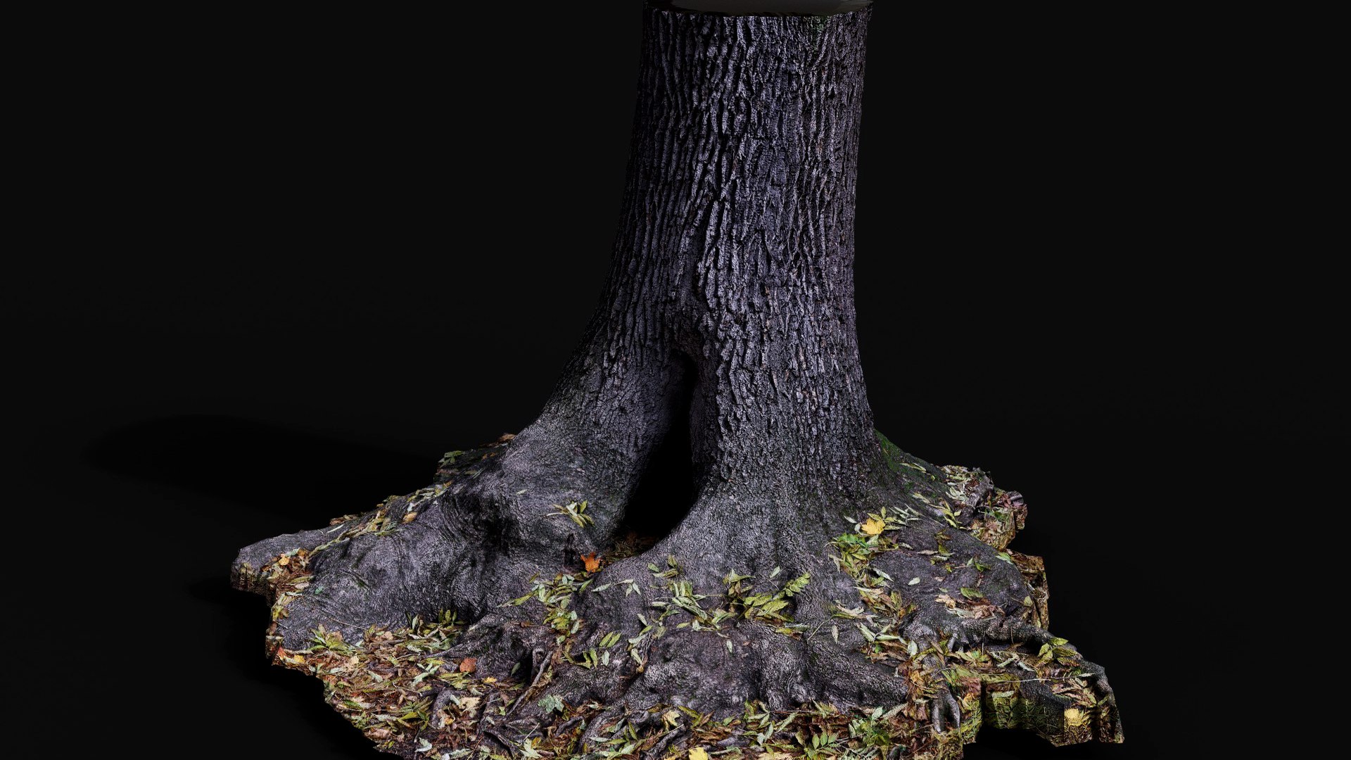 Tree Trunk Large Oak Wide Roots Ground Photogrammetry 3D Model ...