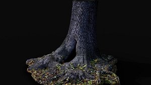 tree trunk large oak wide roots ground photogrammetry 3D model
