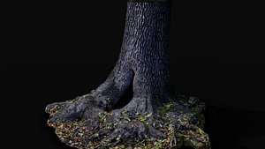 tree trunk large oak wide roots ground photogrammetry