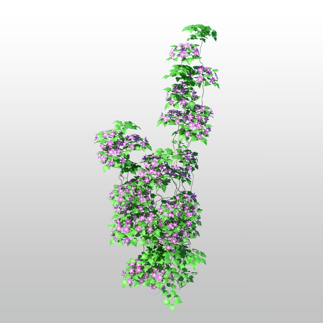 3d clematis tree flower https://p.turbosquid.com/ts-thumb/xK/QxpSMs/KDGZfjvH/cl02/jpg/1370548411/1920x1080/fit_q87/47316660f2521d7b11697085037525a718c9340e/cl02.jpg