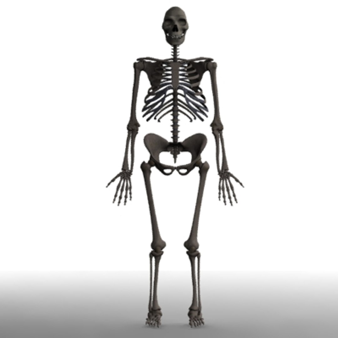 homo erectus skeleton structure