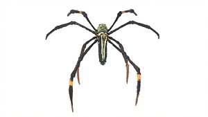 Spider
