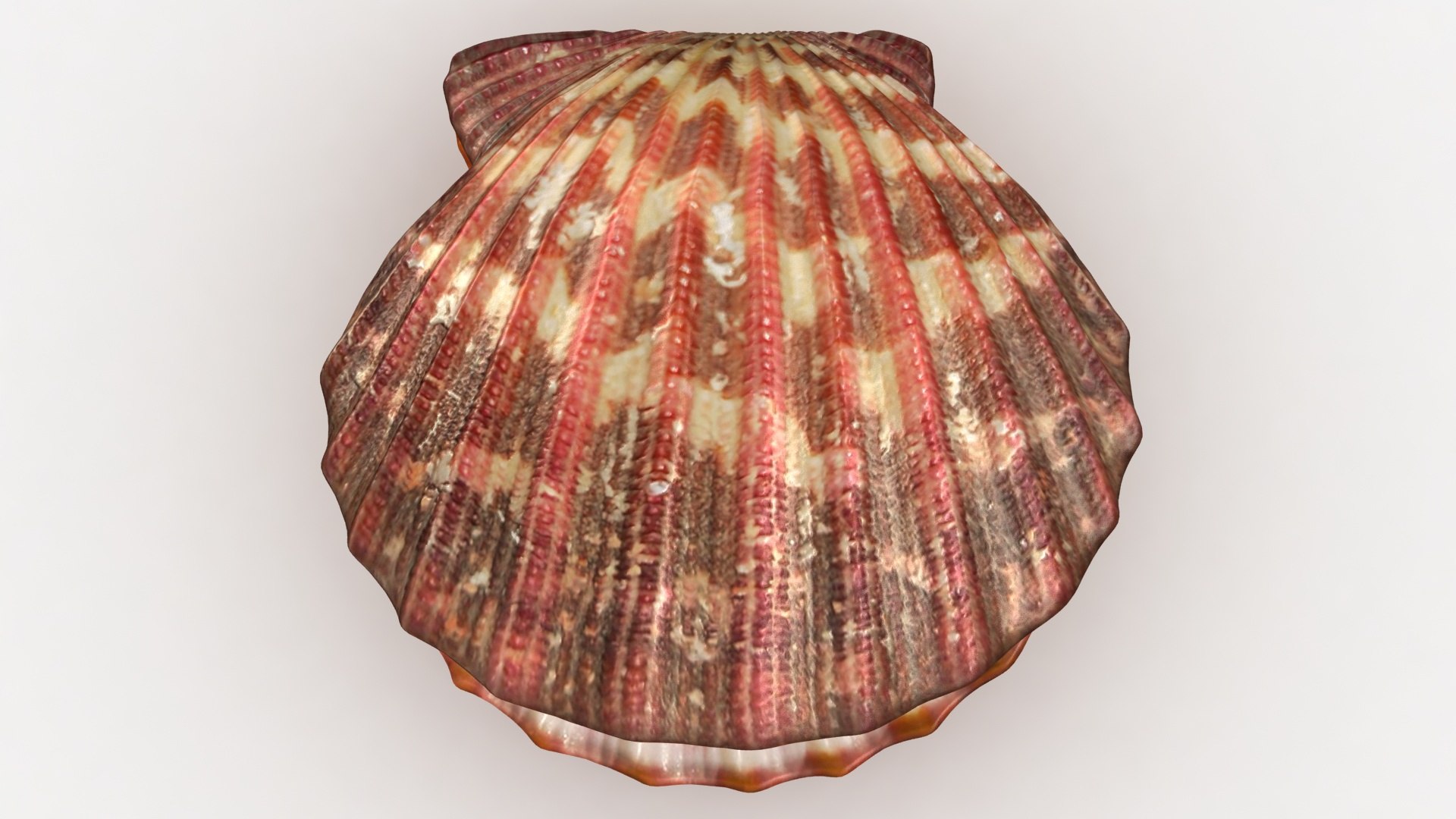 clam shell pearl 3D model https://p.turbosquid.com/ts-thumb/xK/cLWHUI/Ca46r2mn/lemon_rr_14/jpg/1587443154/1920x1080/fit_q87/d5d546c58ceefbb417e411a800c8b3c7b89656a6/lemon_rr_14.jpg