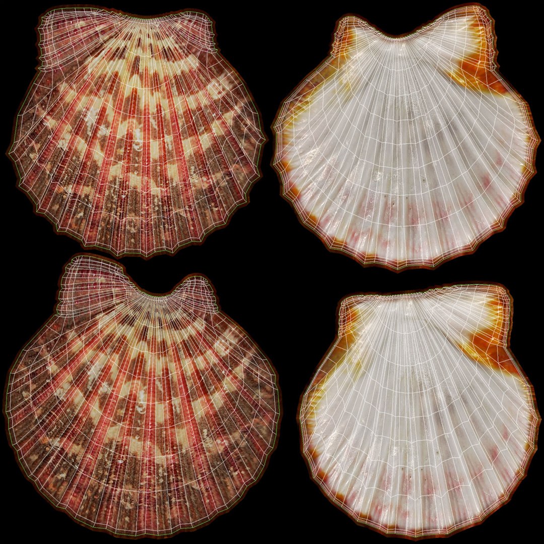 clam shell pearl 3D model https://p.turbosquid.com/ts-thumb/xK/cLWHUI/L7A0qOpH/lemon_rr_32/jpg/1587443154/1920x1080/fit_q87/4b2f71d5b39305474479d0a3809f44879f1efac9/lemon_rr_32.jpg