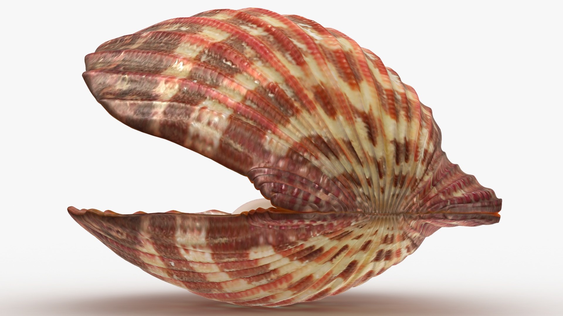 clam shell pearl 3D model https://p.turbosquid.com/ts-thumb/xK/cLWHUI/NuqZyLTU/lemon_rr_13/jpg/1587443154/1920x1080/fit_q87/8d7c2c3d74aaea0ac29ca8caa9bfb98d96b8a5fd/lemon_rr_13.jpg