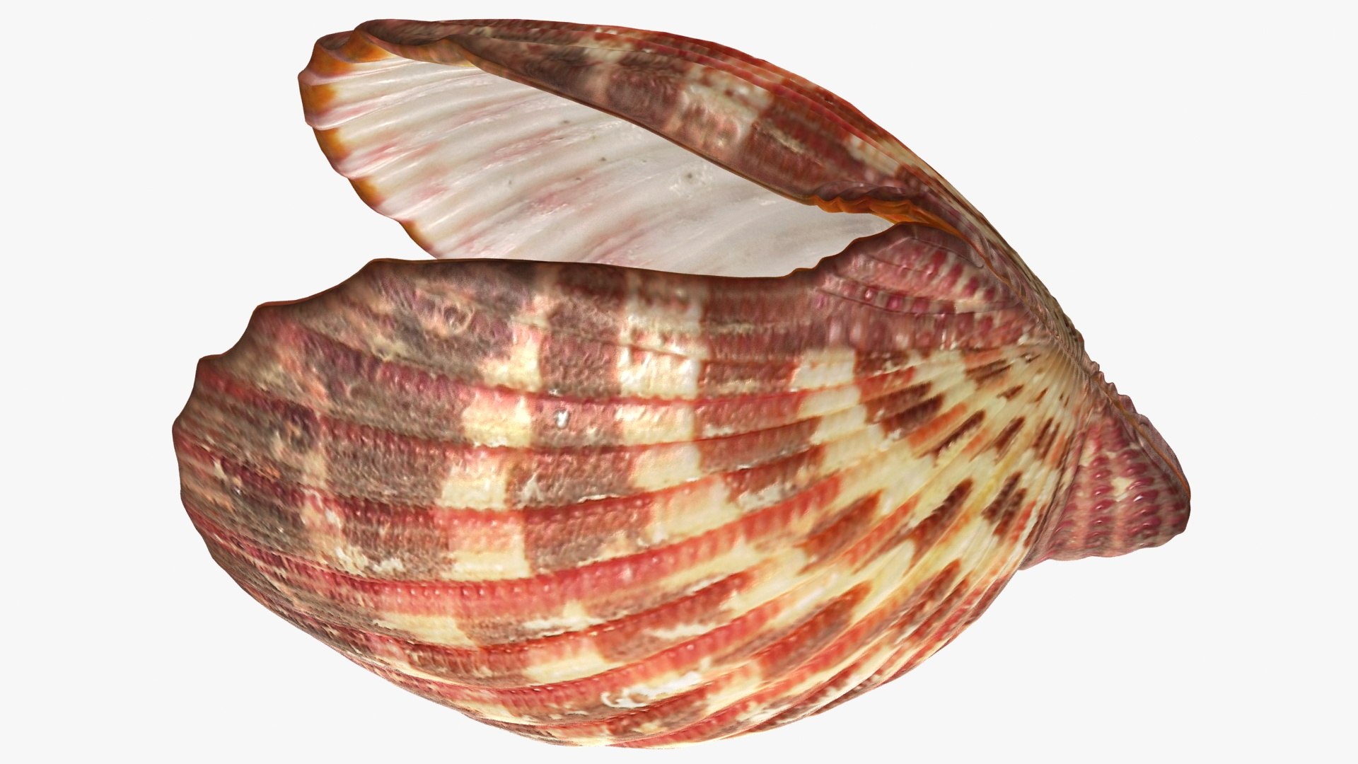 clam shell pearl 3D model https://p.turbosquid.com/ts-thumb/xK/cLWHUI/ReRfDPlC/lemon_rr_16/jpg/1587443154/1920x1080/fit_q87/8428bd6170660a4445e7497e05edd09cf3699ce8/lemon_rr_16.jpg