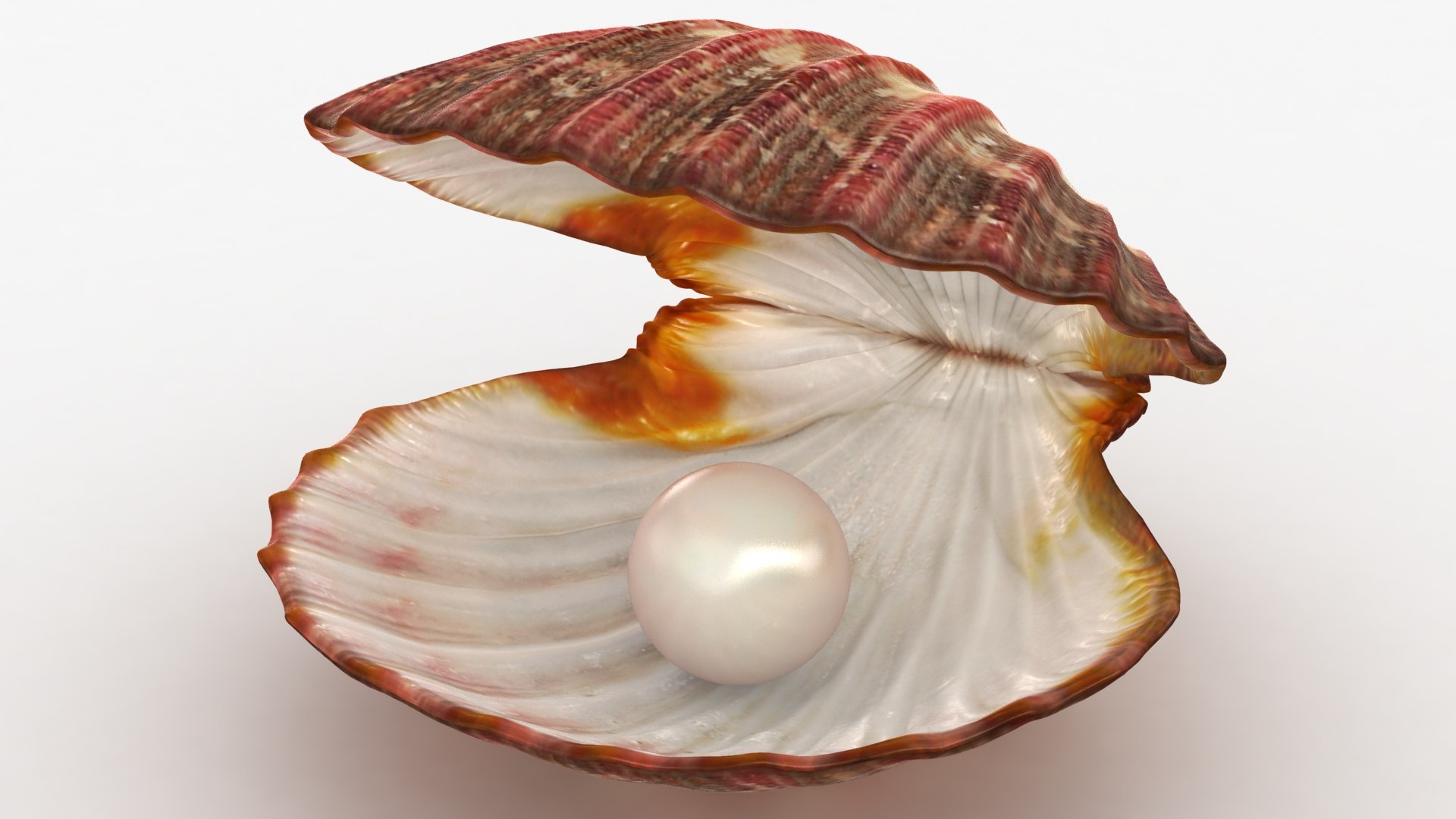 clam shell pearl 3D model https://p.turbosquid.com/ts-thumb/xK/cLWHUI/pEFOnoaS/lemon_rr_07/jpg/1587443154/1920x1080/fit_q87/69e631b4f9cb97e2cda0e544cdbc50ad13e113de/lemon_rr_07.jpg