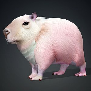 3D Capybara-A3