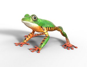Tree Frog