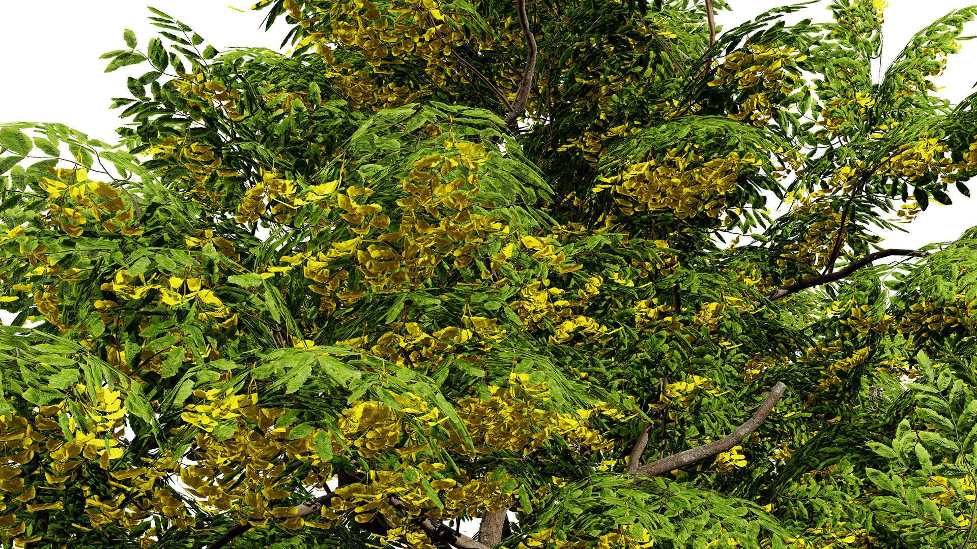 Carpinus betulus 3D Model Bundle 3D model https://p.turbosquid.com/ts-thumb/xL/1bPKtT/6F/vukhedgerowhornbeamcarpinusbetulusversion103l/jpg/1753788899/1920x1080/fit_q87/f92933e2b2e18531c8041c44feccd667a8535832/vukhedgerowhornbeamcarpinusbetulusversion103l.jpg
