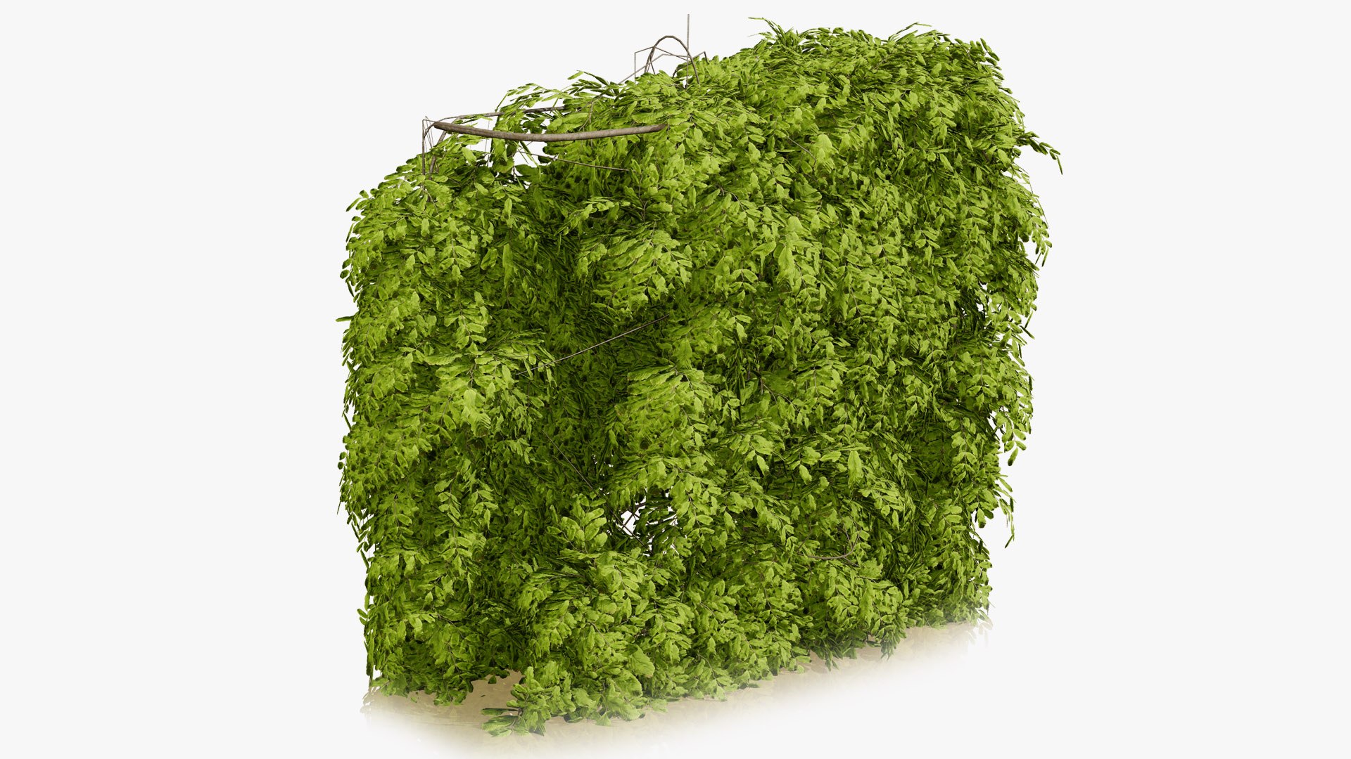 Carpinus betulus 3D Model Bundle 3D model https://p.turbosquid.com/ts-thumb/xL/1bPKtT/7L/ukhedgerowhornbeamcarpinusbetulusversion30356l/jpg/1753788895/1920x1080/fit_q87/1c1e7be6b77497d1df112340a69fd96f89d5f737/ukhedgerowhornbeamcarpinusbetulusversion30356l.jpg