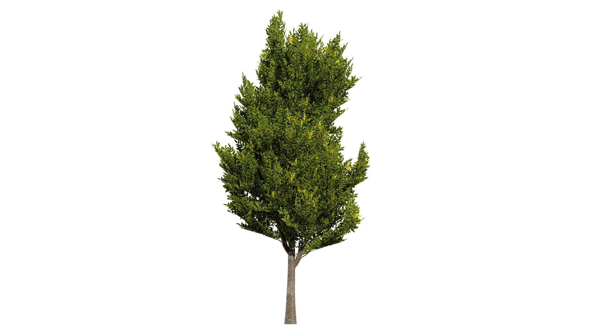 Carpinus betulus 3D Model Bundle 3D model https://p.turbosquid.com/ts-thumb/xL/1bPKtT/8E/ukhedgerowhornbeamcarpinusbetulusversion2l/jpg/1753788892/1920x1080/fit_q87/799594b83f81392d04c7002ee51e6c4ab61f6cfd/ukhedgerowhornbeamcarpinusbetulusversion2l.jpg