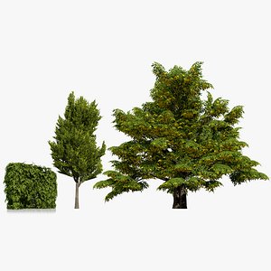 Carpinus betulus 3D Model Bundle 3D model