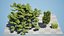 Carpinus betulus 3D Model Bundle 3D model
