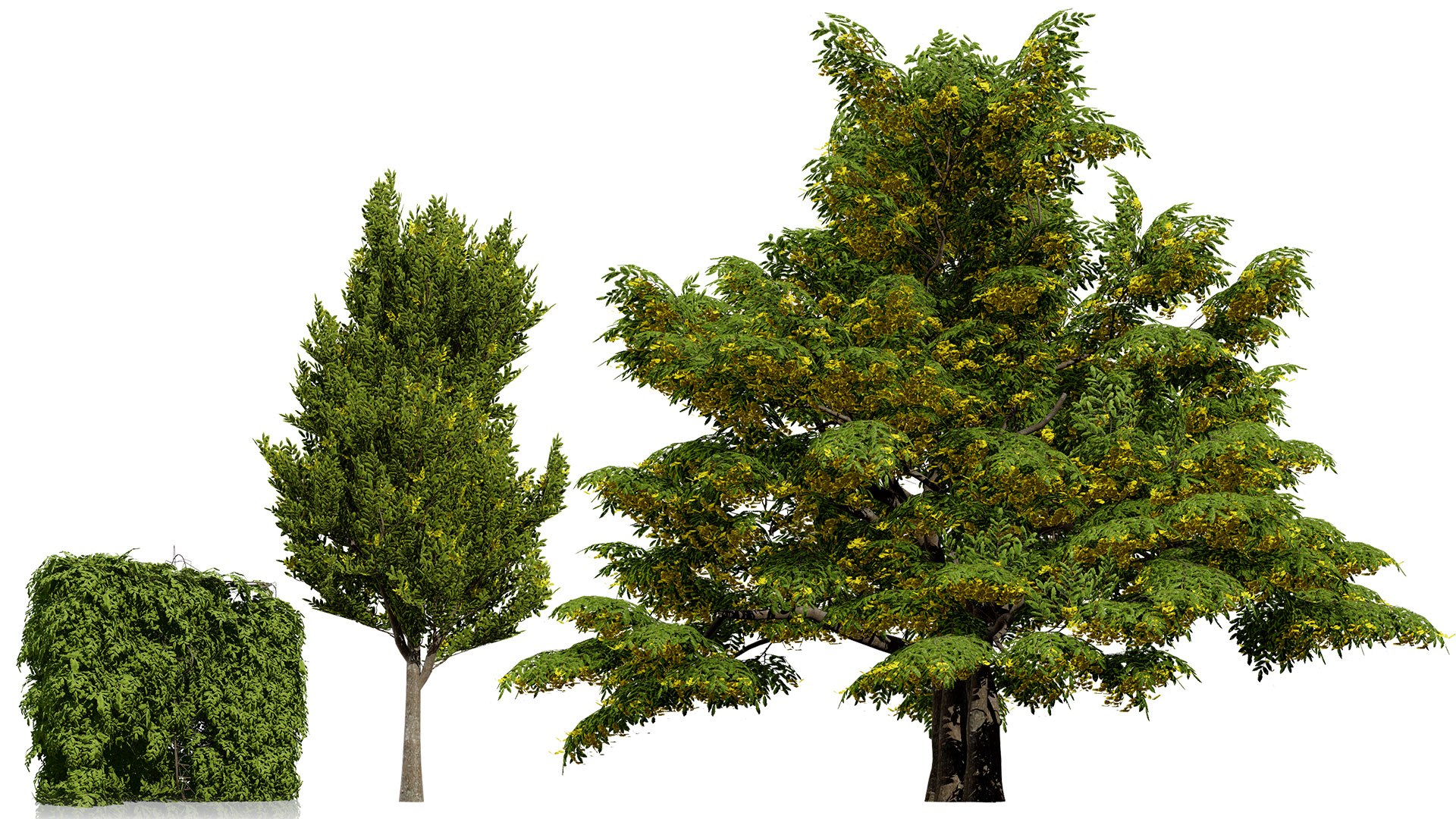 Carpinus betulus 3D Model Bundle 3D model https://p.turbosquid.com/ts-thumb/xL/1bPKtT/vo/00artcoverukhedgerowhornbeamcarpinusbetulusversion1/jpg/1753788890/1920x1080/fit_q87/e8400692f165685c70554a1fa7e77f465b64fb93/00artcoverukhedgerowhornbeamcarpinusbetulusversion1.jpg