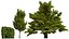 Carpinus betulus 3D Model Bundle 3D model