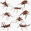 Insects printable