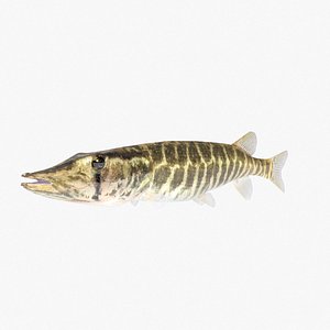 3D Grass Pickerel