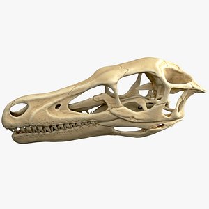 pbr skull 3D model