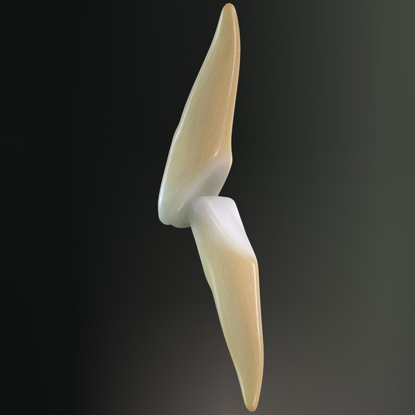 3d model teeth lateral incisors