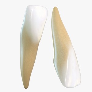 3d model teeth lateral incisors
