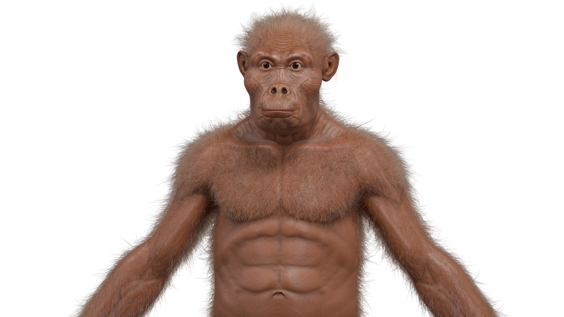 3D Australopithecus afarensis model https://p.turbosquid.com/ts-thumb/xL/p0Xu8Y/33/7/png/1775907636/1920x1080/fit_q87/78a880b7aff4cceee5b924b5dad707957dfc263c/7.jpg
