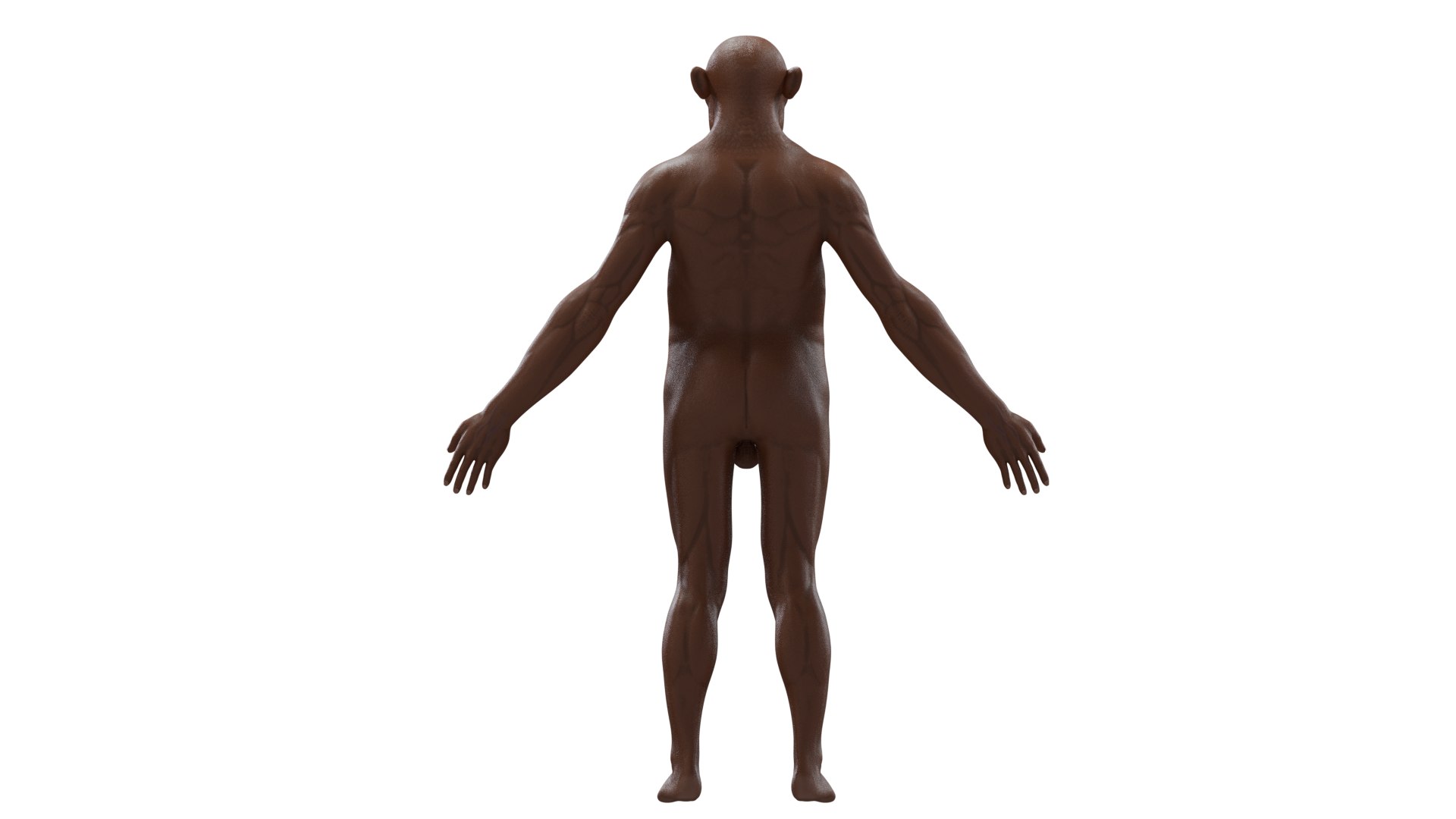 3D Australopithecus afarensis model https://p.turbosquid.com/ts-thumb/xL/p0Xu8Y/Bs/10/png/1775907643/1920x1080/fit_q87/38673ffde638b7ac7c1a748b6b3abf40091e3349/10.jpg
