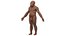 Australopithecus Afarensis Male