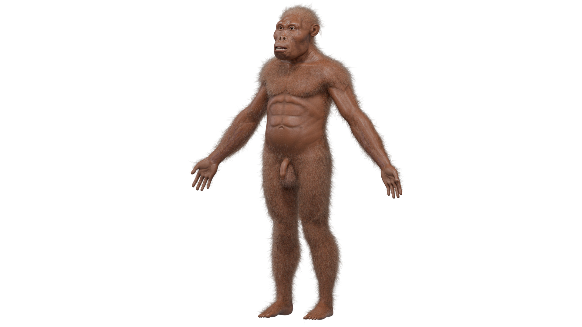 3D Australopithecus afarensis model https://p.turbosquid.com/ts-thumb/xL/p0Xu8Y/CY/australopithecus/png/1775907555/1920x1080/turn_fit_q99/c89a964ad19b7e267ffdc63a6c16e40e23705c30/australopithecus-1.jpg