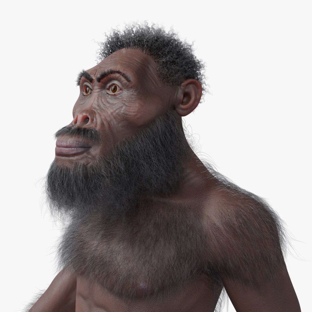 3D Australopithecus afarensis model https://p.turbosquid.com/ts-thumb/xL/p0Xu8Y/Vi/search/png/1747914366/1920x1080/fit_q87/c2aedbb99bb27e15db9e747f4f80c5d1472d0fae/search.jpg