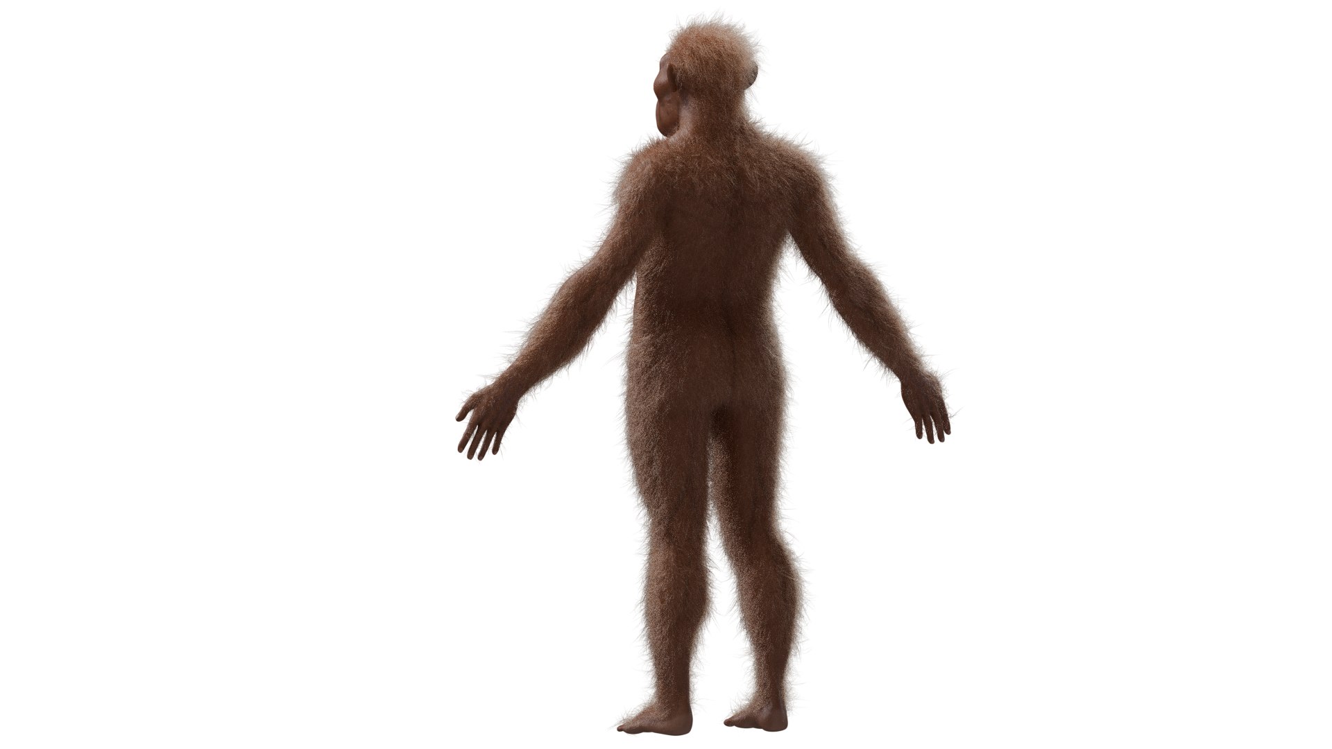 3D Australopithecus afarensis model https://p.turbosquid.com/ts-thumb/xL/p0Xu8Y/Wa/9/png/1775907636/1920x1080/fit_q87/20009b5978096fd455f9c26b3dce3ba7c6af1cb9/9.jpg