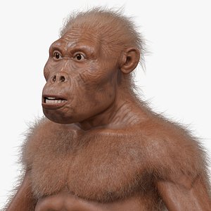 3D Australopithecus afarensis model