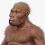 Australopithecus Afarensis Male