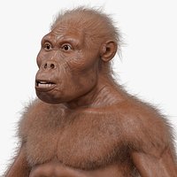 Australopithecus Afarensis Male