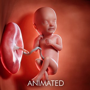 3D fetus week 33