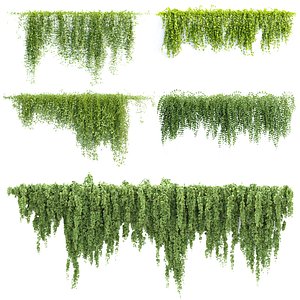 Creeper Plants for Wall Collection V355 3D model
