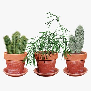 3D Model Cactus Collection