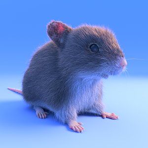 realistic brown mouse - 3D model