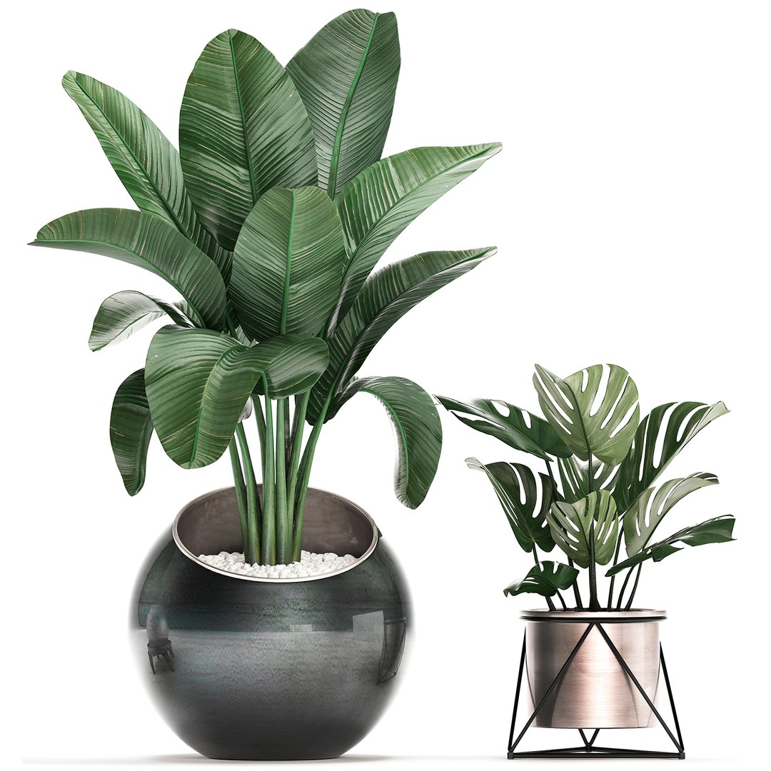 3D exotic plants https://p.turbosquid.com/ts-thumb/xM/Dt68jN/4JuTgySE/plantset2003202006/jpg/1584788439/1920x1080/fit_q87/16e2ae70a920fd639f375ecaae6a632e5b72e9e6/plantset2003202006.jpg