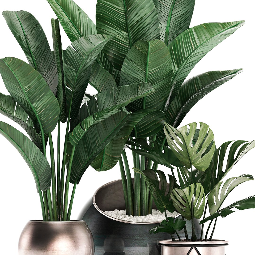 3D exotic plants https://p.turbosquid.com/ts-thumb/xM/Dt68jN/8N3ks8UA/plantset2003202002/jpg/1584788438/1920x1080/fit_q87/42b8e6d32436f981d75e0b687af93ffabb49801e/plantset2003202002.jpg