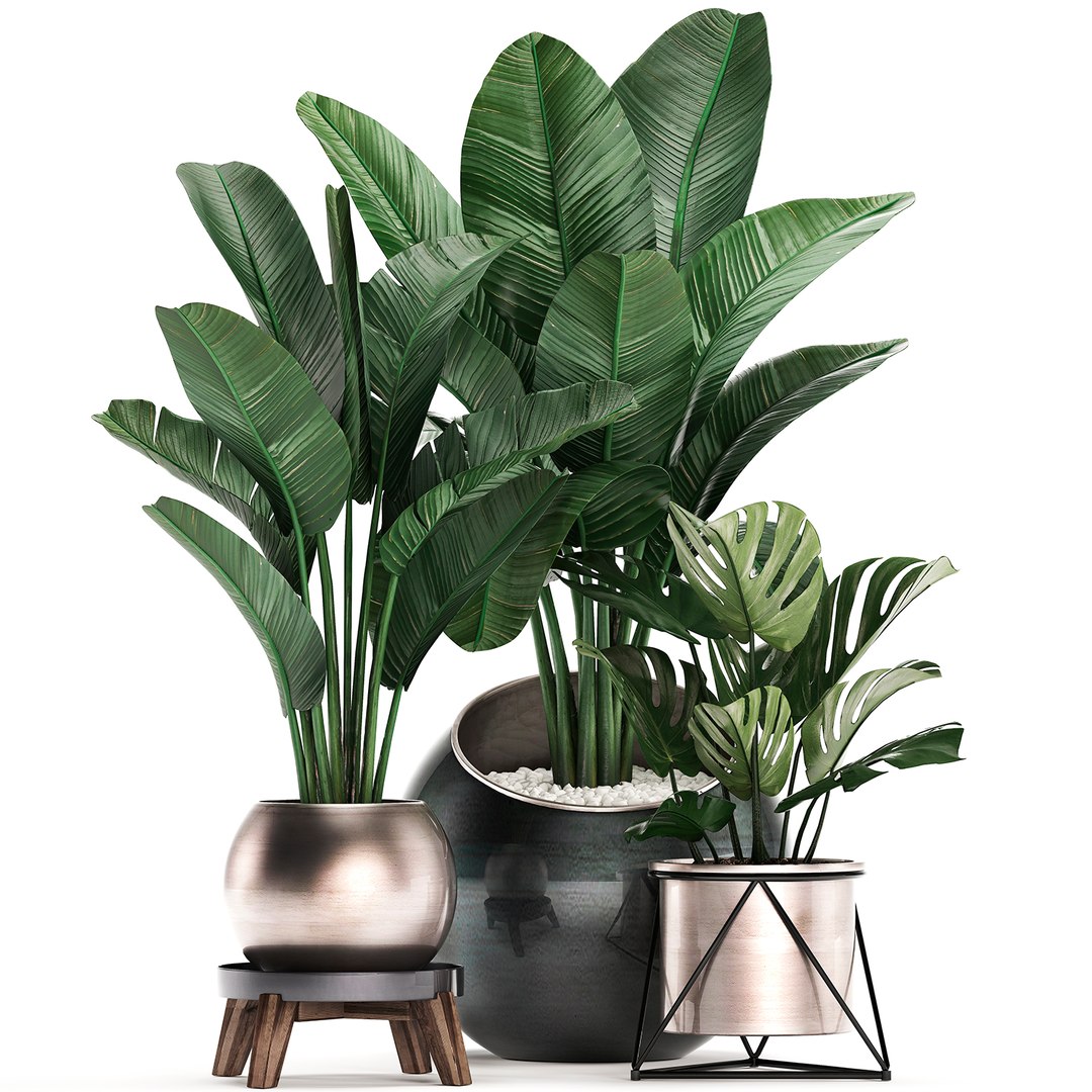 3D exotic plants https://p.turbosquid.com/ts-thumb/xM/Dt68jN/SHU6FFxy/plantset2003202001/jpg/1584788438/1920x1080/fit_q87/a49455a22285be860fbbb471caecf31dcc89814d/plantset2003202001.jpg