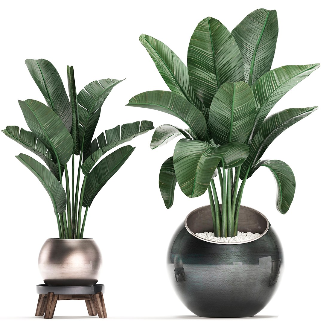 3D exotic plants https://p.turbosquid.com/ts-thumb/xM/Dt68jN/Y5aURzAQ/plantset2003202005/jpg/1584788439/1920x1080/fit_q87/785594f1aed24e3b451a7bbb920baea60c2e4111/plantset2003202005.jpg