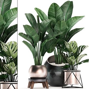 3D exotic plants