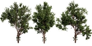 3D Collection plant vol 549 - blender model